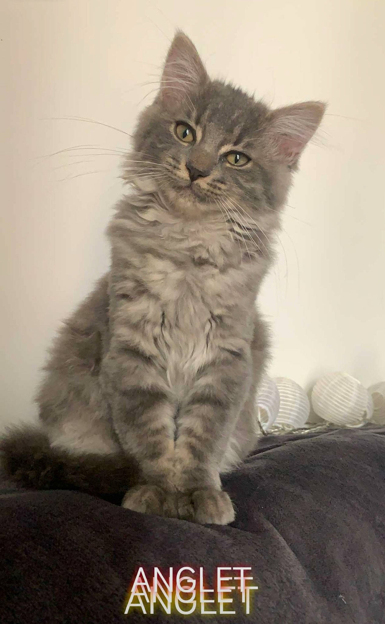 Brume a rejoint le concours — aidez-le/la à gagner de superbes lots ! british_longhair, carnivore, cat, comfort, domestic_short_haired_cat, eye, felidae, fur, grey, maine_coon, monochrome, monochrome_photography, paw, photo_caption, sitting, small_to_medium_sized_cats, snout, tail, terrestrial_animal, whiskers