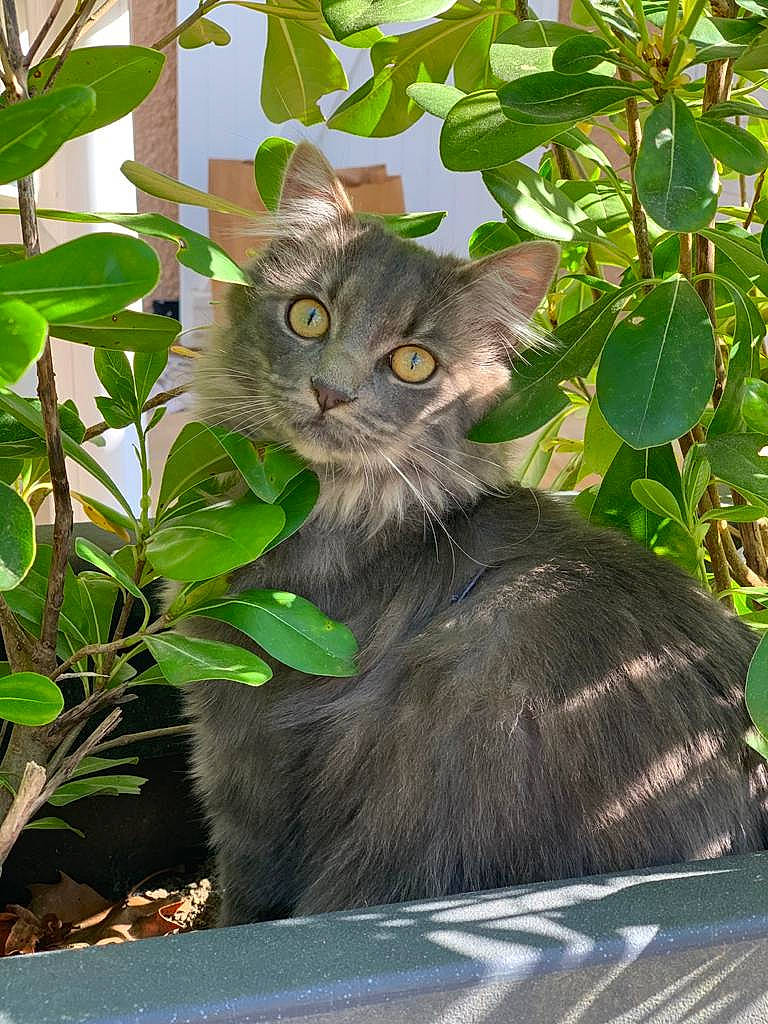 Brume a rejoint le concours — aidez-le/la à gagner de superbes lots ! art, black_cat, carnivore, cat, domestic_short_haired_cat, felidae, flowerpot, fur, grass, groundcover, herb, houseplant, plant, small_to_medium_sized_cats, snout, tail, terrestrial_animal, whiskers, window