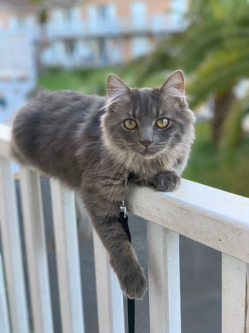 Brume participe au concours pour gagner de l'argent avec cette photo : british_longhair, carnivore, cat, claw, domestic_short_haired_cat, felidae, fence, fur, grey, plant, sitting, small_to_medium_sized_cats, snout, tail, terrestrial_animal, tree, whiskers, wildlife, window, wood