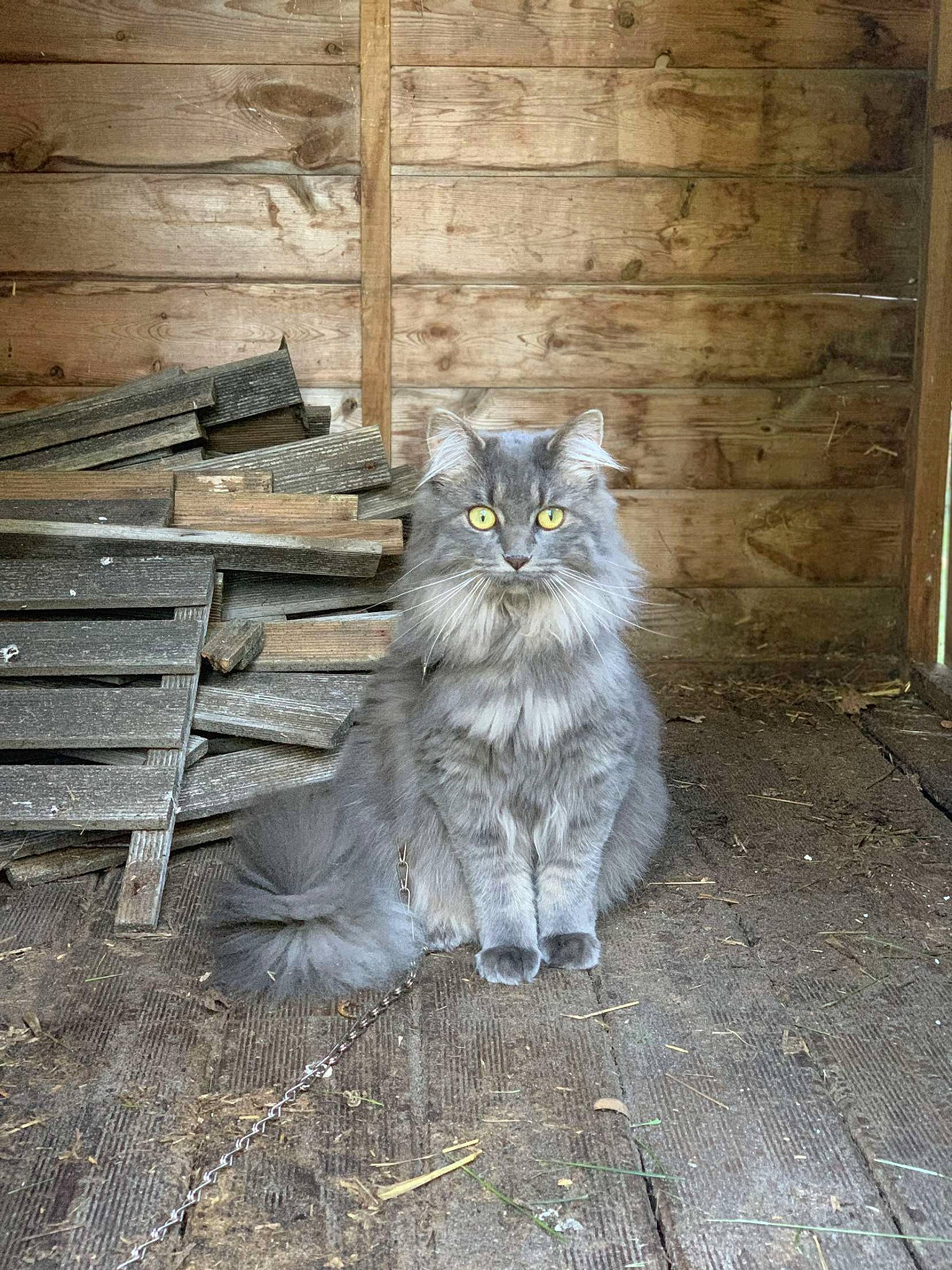 Brume a rejoint le concours — aidez-le/la à gagner de superbes lots ! carnivore, cat, domestic_short_haired_cat, door, felidae, floor, flooring, fur, grass, grey, hardwood, road_surface, sitting, small_to_medium_sized_cats, tail, terrestrial_animal, tree, whiskers, window, wood