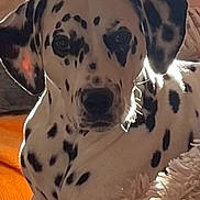 Pixelle participe au concours pour gagner de l'argent avec cette photo : animal, black_and_white, blanket, canine, comfortable, couch, cozy, dalmatian, dog, fur, furniture, home, indoor, orange, pet, portrait, relaxed, resting, spot, sunlight