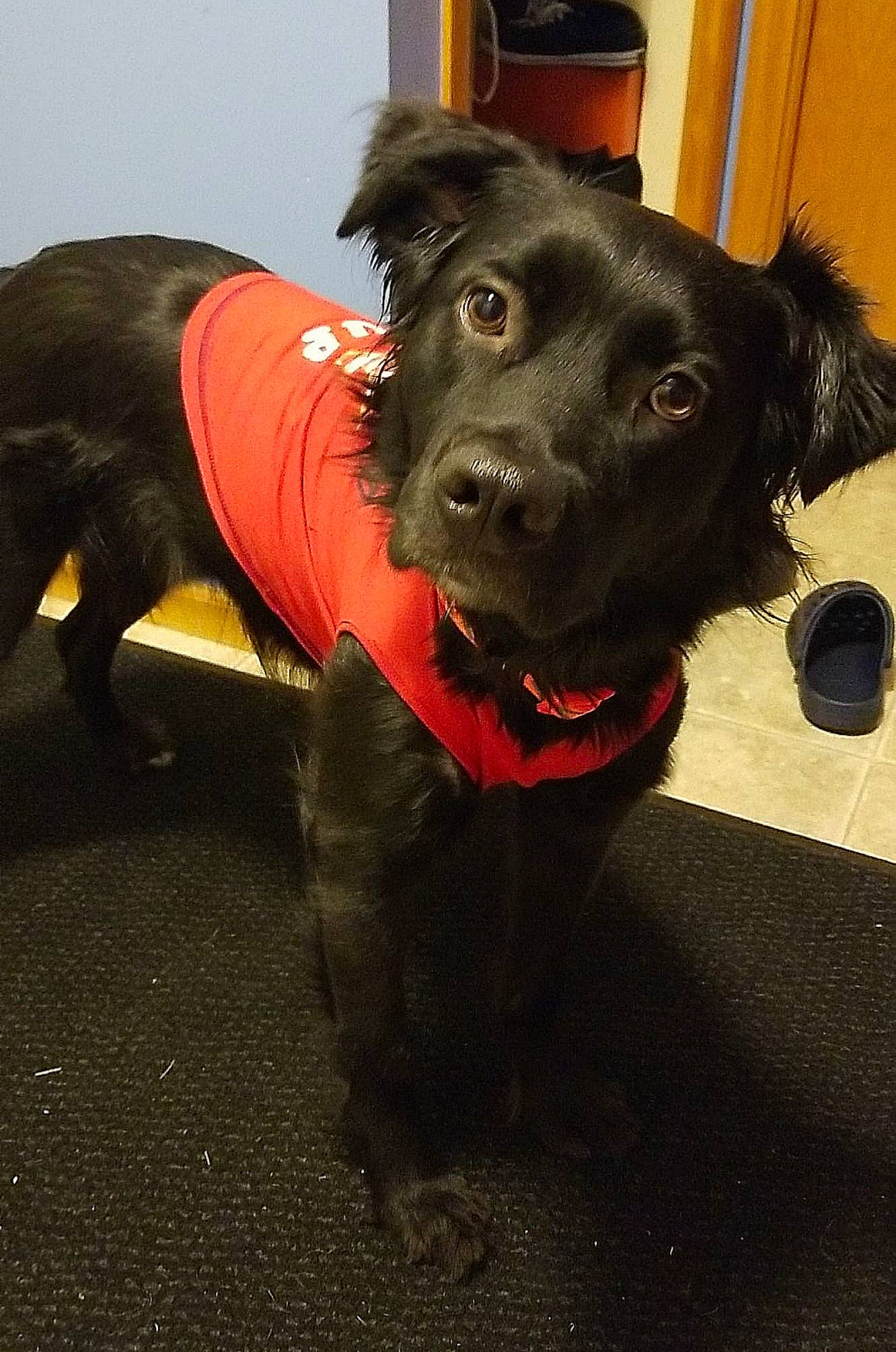 Chester is registered to the contest to win money with this photo: beagador, borador, canidae, carnivore, companion_dog, dog, dog_breed, dog_collar, ear, flat_coated_retriever, fur, labrador_retriever, mammal, nose, patterdale_terrier, puppy, retriever, snout, sporting_group