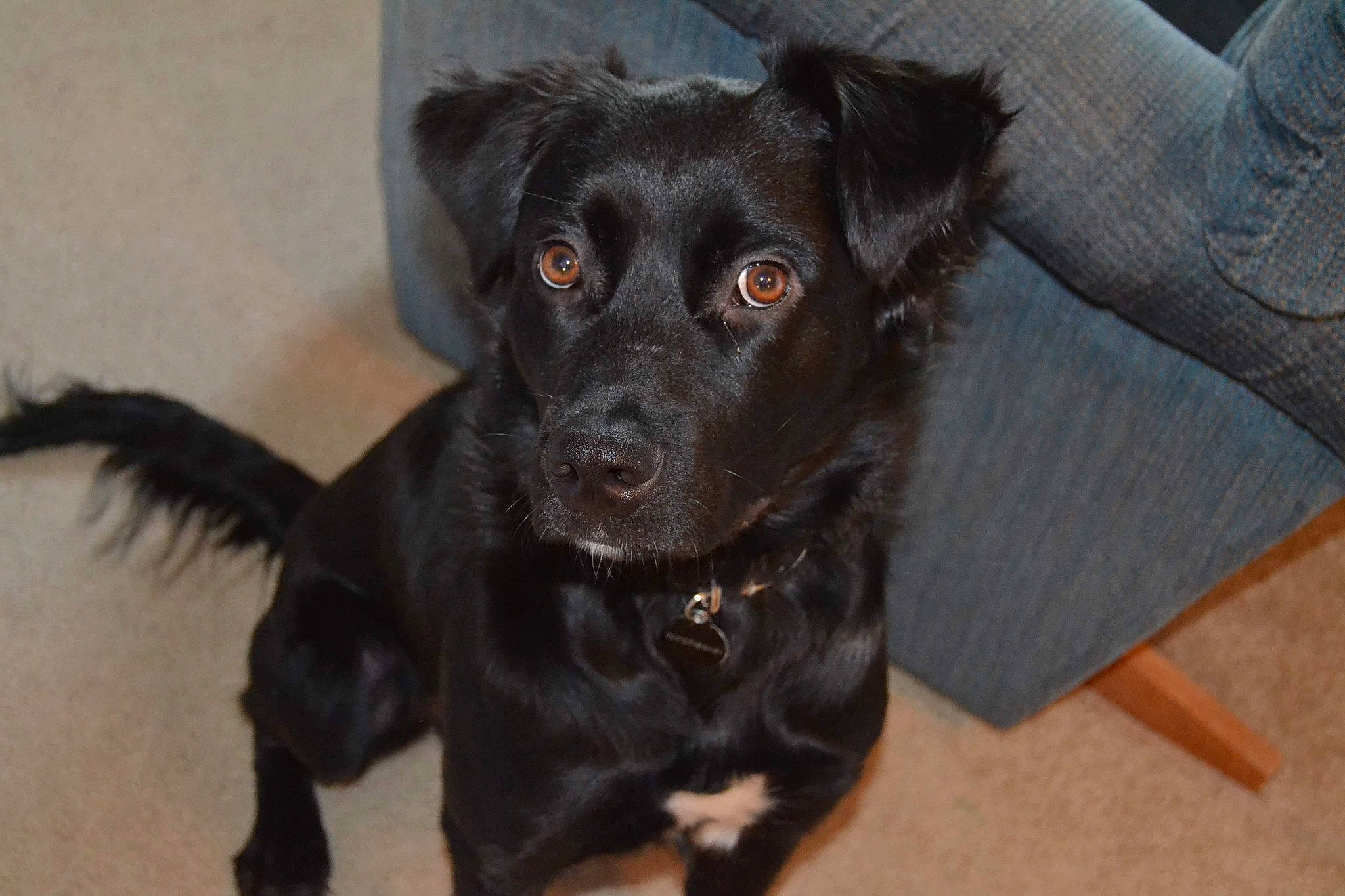 Chester joined the competition — help win amazing prizes! beagador, borador, canidae, carnivore, dog, dog_breed, flat_coated_retriever, labrador_retriever, mammal, patterdale_terrier, puppy, rare_breed_dog, retriever, small_greek_domestic_dog, snout, sporting_group, vertebrate