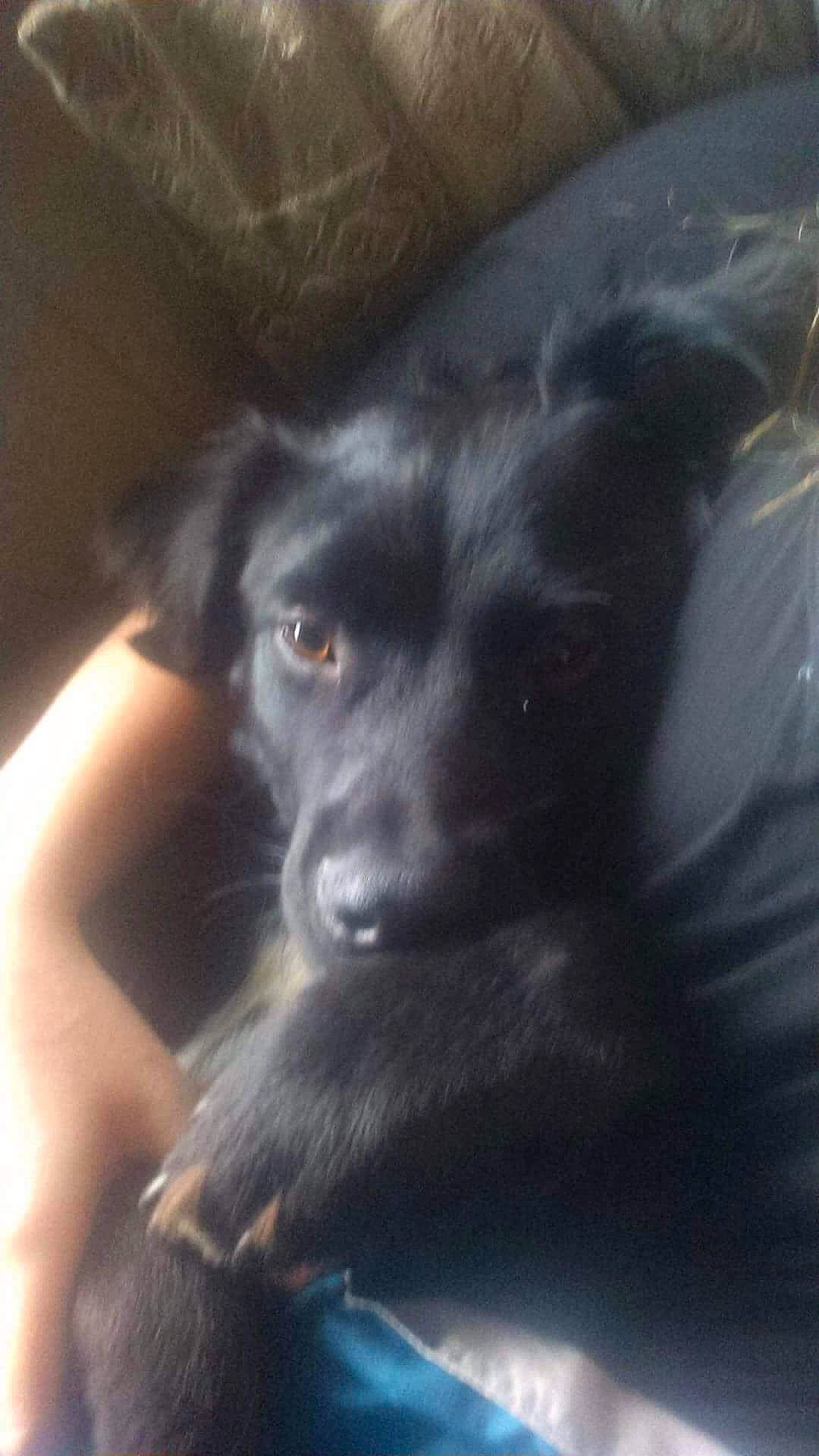 Chester joined the competition — help win amazing prizes! border_collie, canidae, carnivore, companion_dog, dog, dog_breed, ear, labrador_retriever, nose, patterdale_terrier, puppy, snout, sporting_group, street_dog