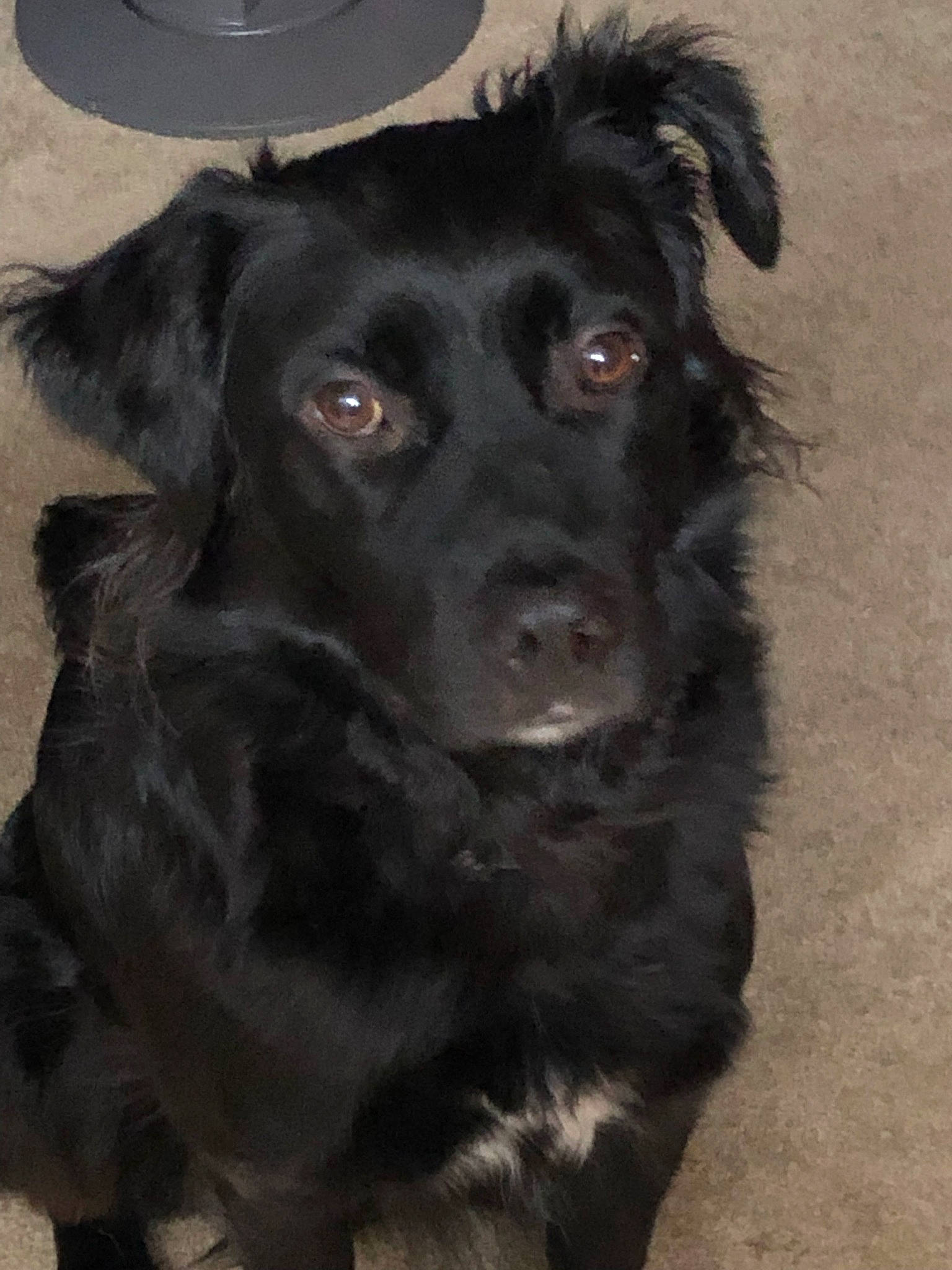 Chester joined the competition — help win amazing prizes! beagador, borador, canidae, carnivore, companion_dog, dog, dog_breed, flat_coated_retriever, labrador_retriever, mammal, patterdale_terrier, rare_breed_dog, retriever, small_greek_domestic_dog, snout, sporting_group, stabyhoun, vertebrate