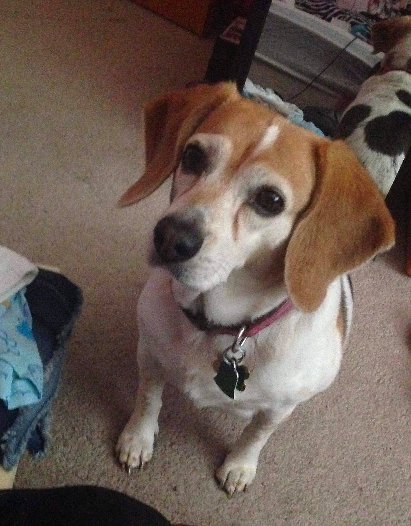 Daisy joined the competition — help win amazing prizes! beagador, beagle, beagle_harrier, canidae, carnivore, companion_dog, coonhound, dog, dog_breed, fawn, harrier, mammal, pocket_beagle, puppy, puppy_love, rare_breed_dog, snout, sporting_group, treeing_walker_coonhound, vertebrate