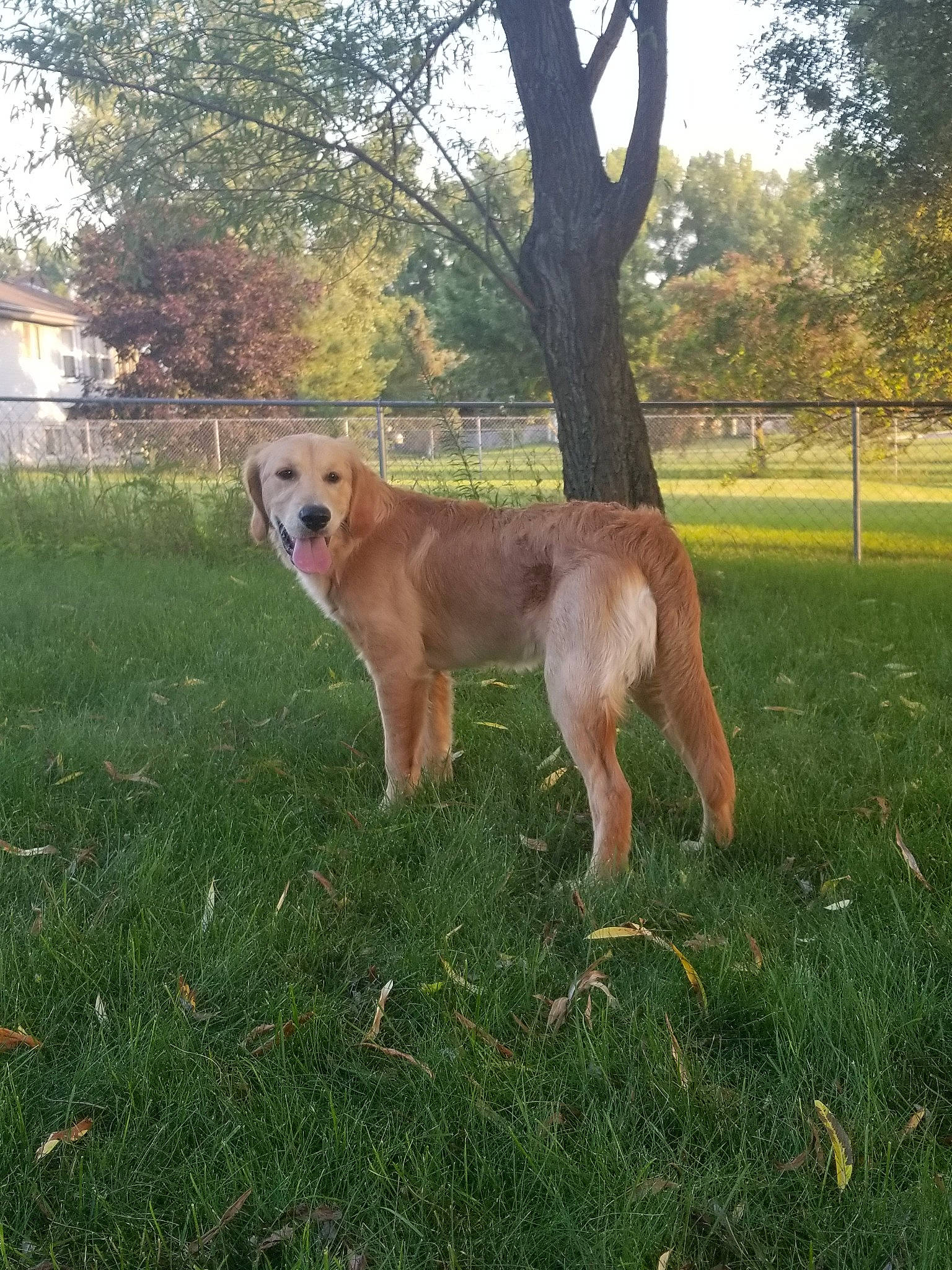 Kara is registered to the contest to win money with this photo: canidae, carnivore, carolina_dog, companion_dog, dog, dog_breed, fawn, grass, lurcher, mammal, pariah_dog, sporting_group, tail, vertebrate, wildlife