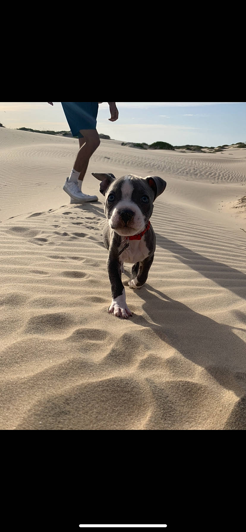 Stitch joined the competition — help win amazing prizes! adventure, american_bulldog, american_pit_bull_terrier, american_staffordshire_terrier, beach, boston_terrier, canidae, carnivore, dog, dog_breed, dog_walking, fawn, mammal, non_sporting_group, olde_english_bulldogge, pit_bull, snout, sporting_group, staffordshire_bull_terrier, valley_bulldog