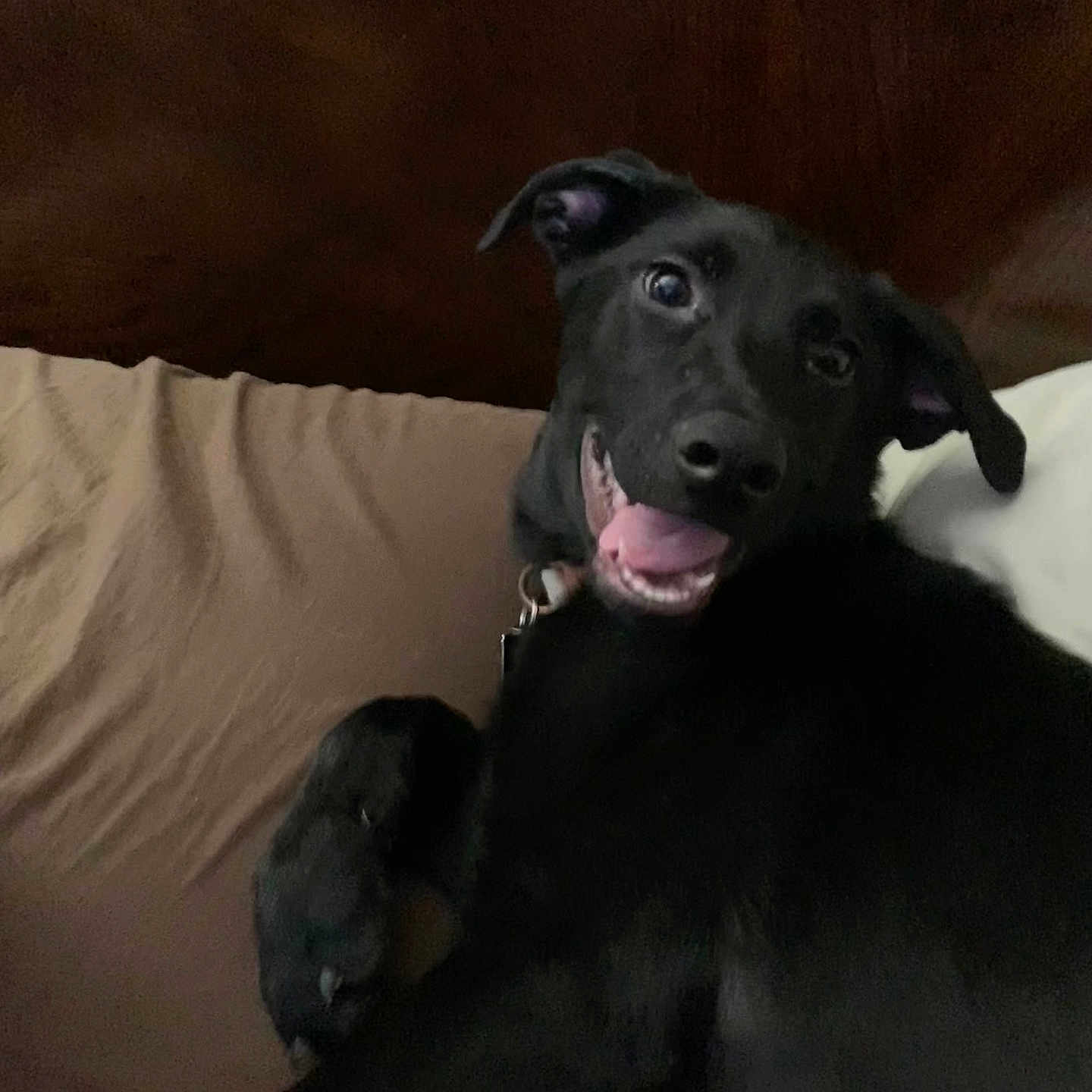 Sirius is registered to the contest to win money with this photo: accessories, animal, ball, canine, couch, dog, face, furniture, hound, indoors, jewelry, labradorretriever, necklace, pet, puppy, rat, rodent, sport, tennis, tennisball