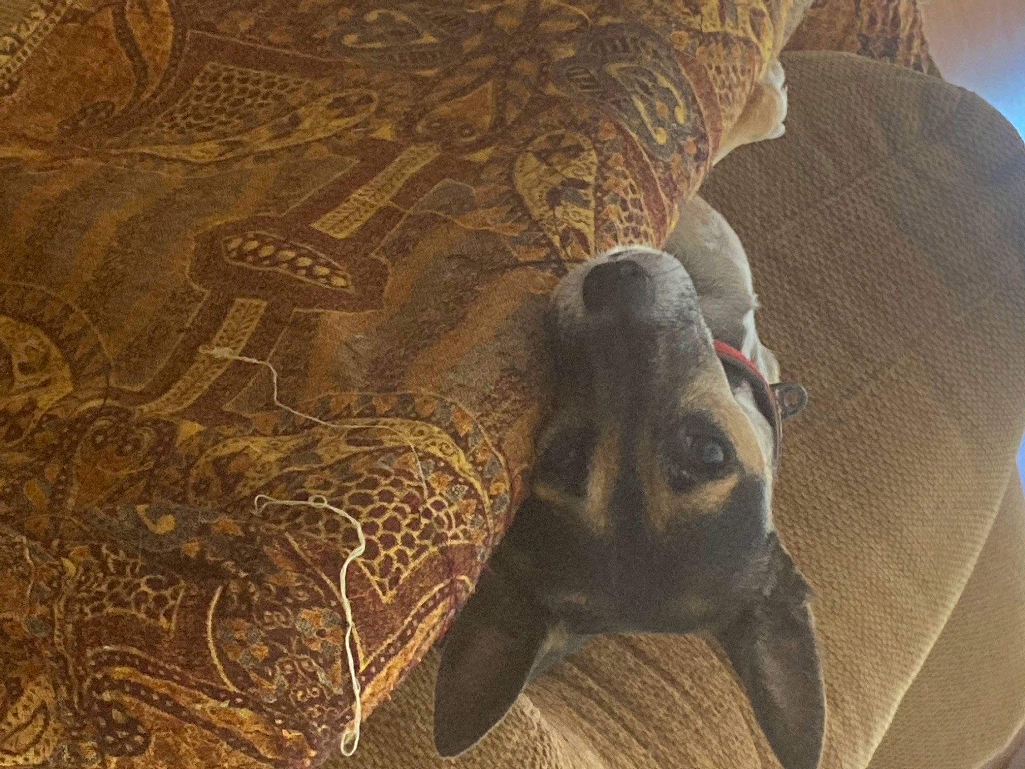 Booker joined the competition — help win amazing prizes! ancient_history, art, artifact, carving, elephant, history, indian_elephant, landscape, metal, monument, pattern, relief, rock, sculpture, statue, terrestrial_animal, visual_arts, wildlife, wood, working_animal