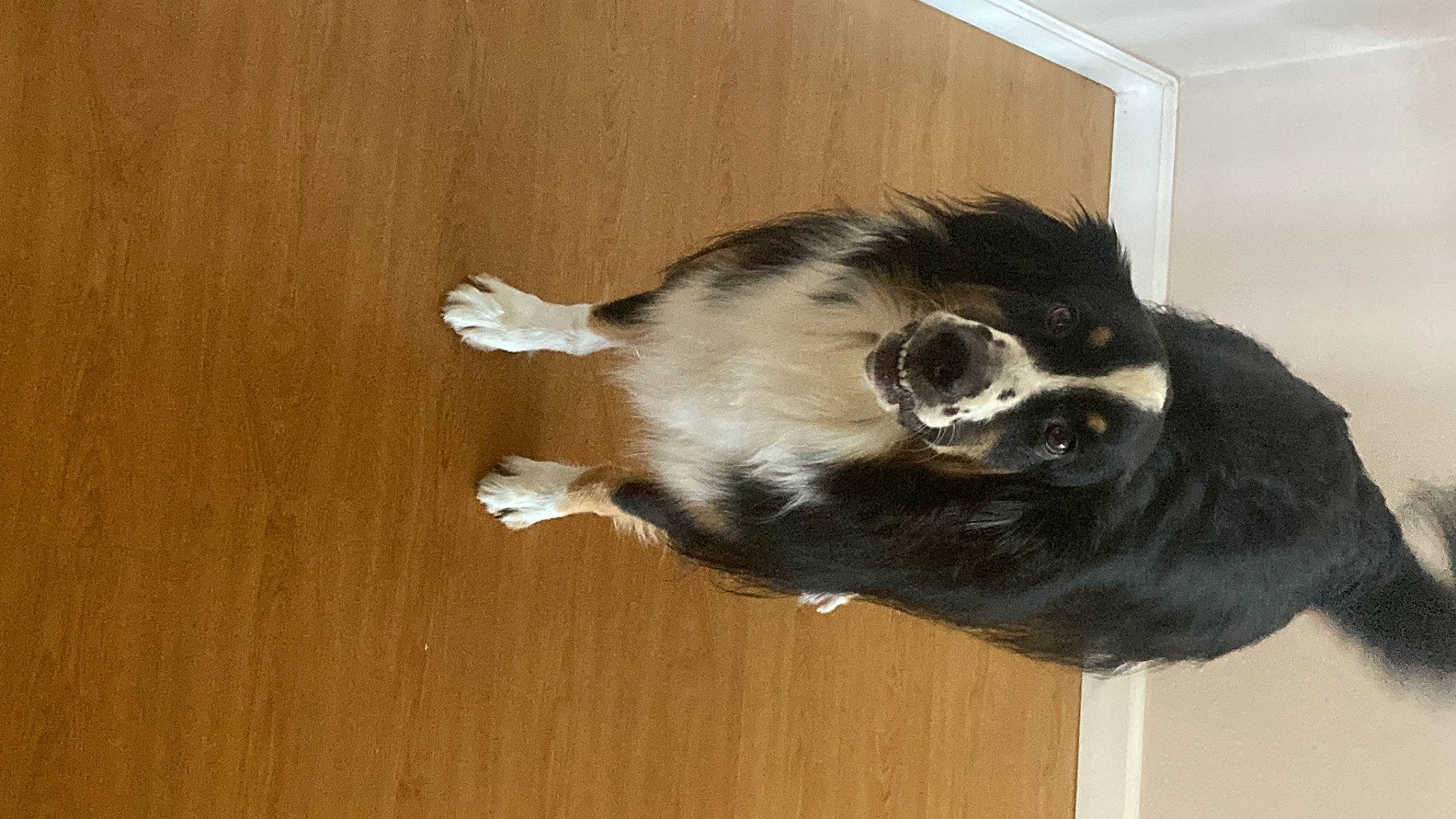 Ori joined the competition — help win amazing prizes! carnivore, cat, companion_dog, dog_breed, fawn, felidae, flooring, fur, hardwood, paw, plywood, small_to_medium_sized_cats, snout, sporting_group, tail, varnish, whiskers, wood, wood_flooring, wood_stain