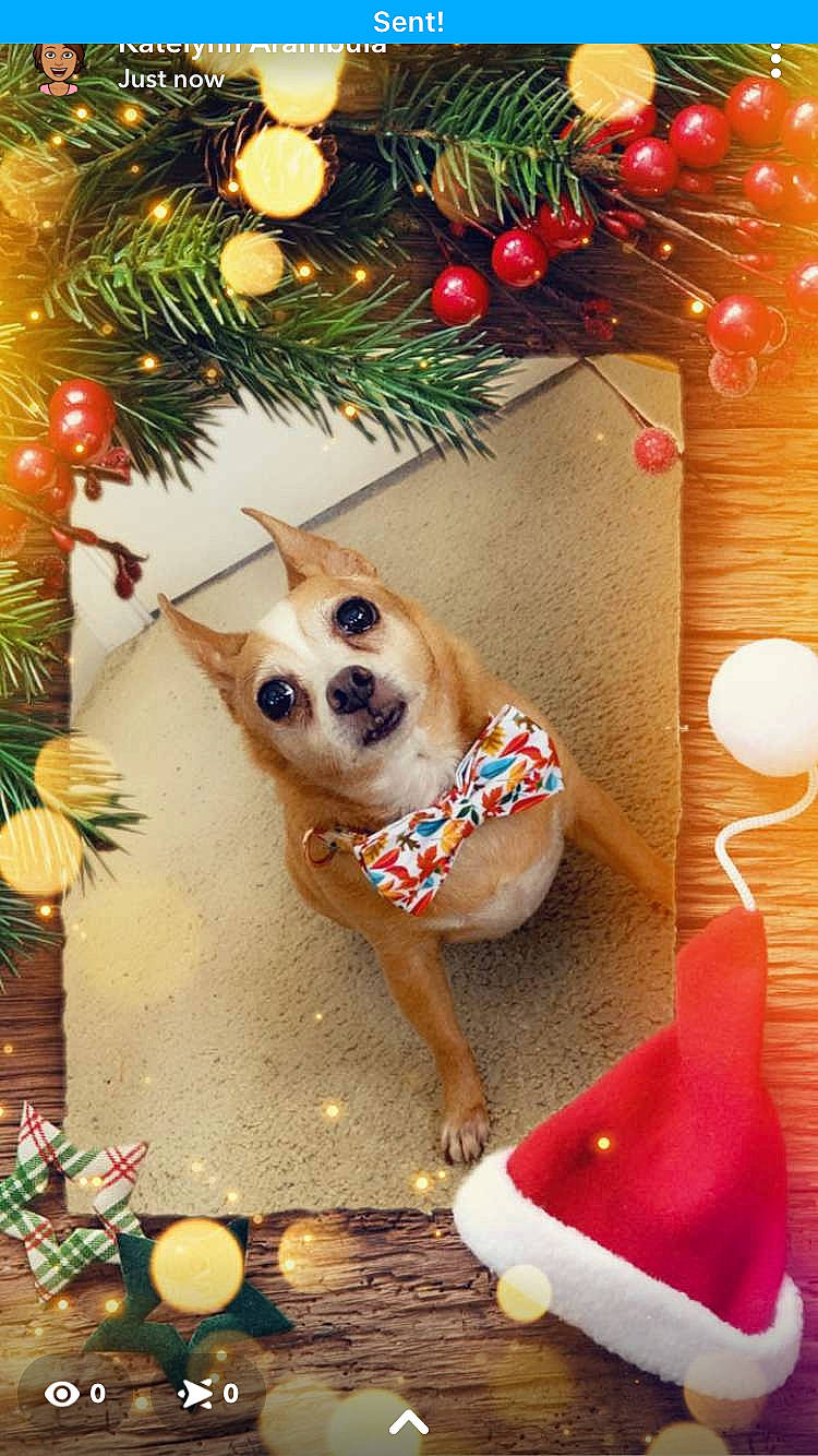 Peaches joined the competition — help win amazing prizes! carnivore, christmas, christmas_decoration, christmas_ornament, christmas_tree, companion_dog, dog, dog_breed, dog_supply, event, evergreen, fawn, holiday, holiday_ornament, ornament, snout, toy, tree, whiskers, wood