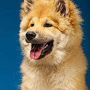 Aston participe au concours pour gagner de l'argent avec cette photo : animal, blue_background, canine, close_up, cute, dog, domestic_animal, ears, fluffy, fur, furry, golden, happy, mammal, pet, portrait, snout, studio, teeth, tongue_out