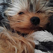 Bianca a rejoint le concours — aidez-le/la à gagner de superbes lots ! dog, close_up, fur, sleepy, cozy, blanket, pet, animal, relaxing, cute, portrait, furry, resting, indoors, nostalgic, soft, warm, companion, small_dog, adorable