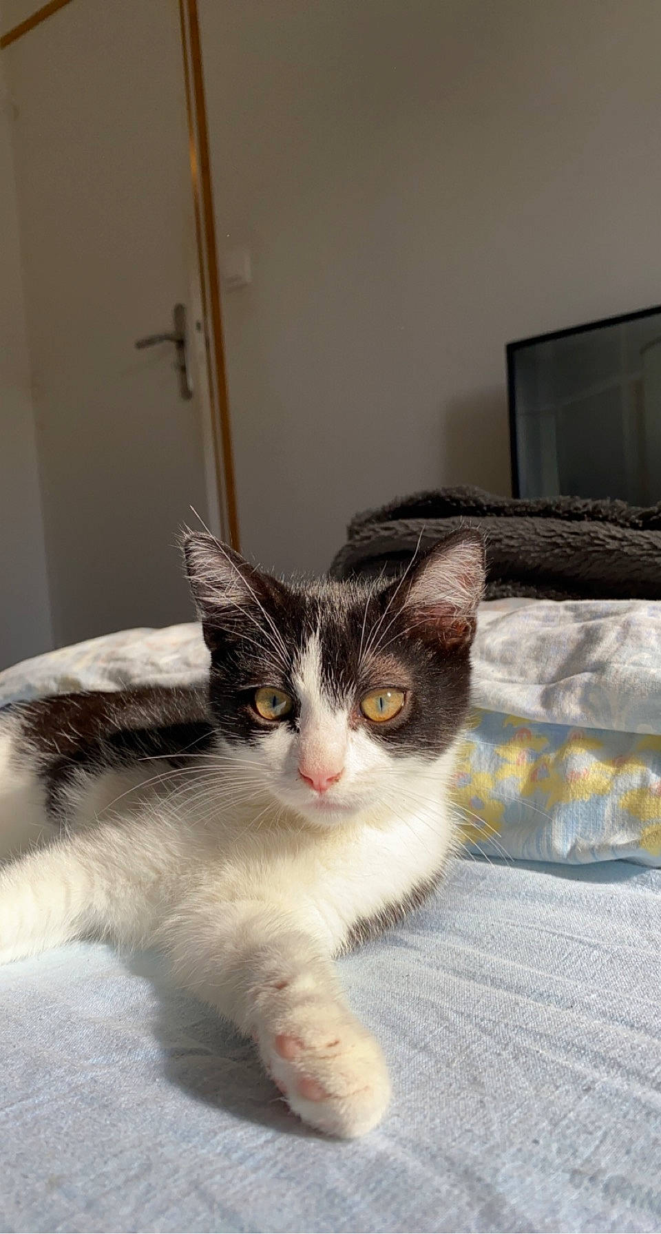 Chaplin participe au concours pour gagner de l'argent avec cette photo : carnivore, cat, claw, comfort, domestic_short_haired_cat, felidae, fur, linens, paw, picture_frame, room, small_to_medium_sized_cats, snout, tail, television, vertebrate, whiskers