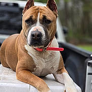Diva is registered to the contest to win money with this photo: dog, canine, pet, collar, outdoor, animal, pickup_truck, resting, brown_coat, white_coat, paws, ears, nose, fur, muzzle, vehicle_bed, daylight, nature, portrait, closeup
