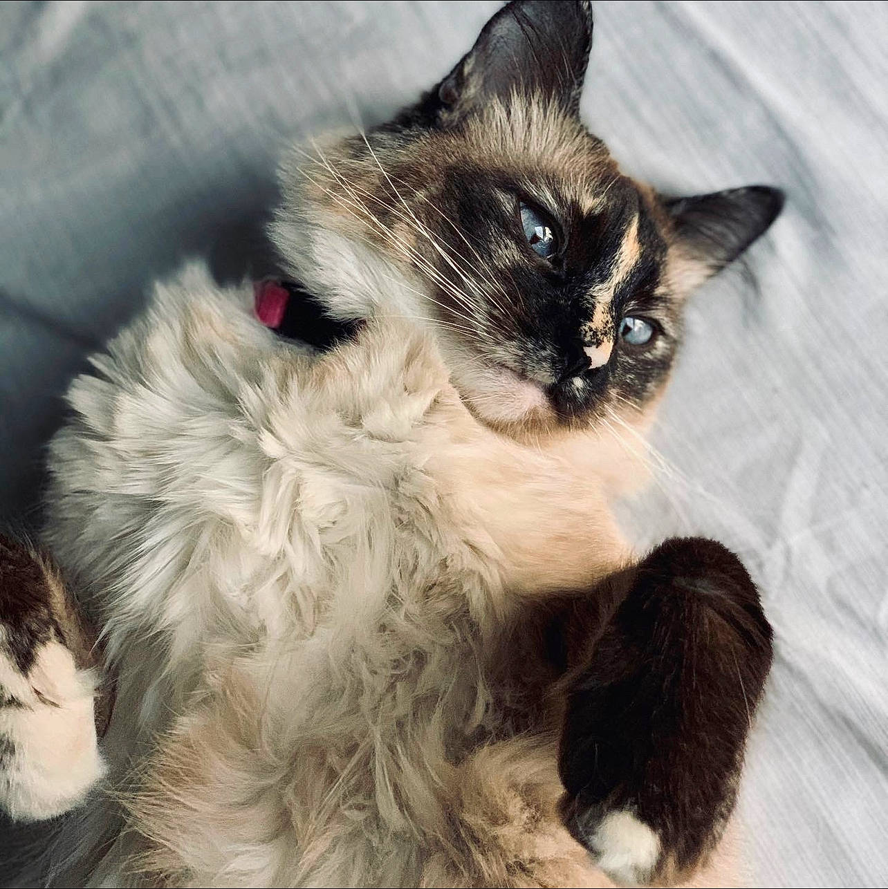 Ari joined the competition — help win amazing prizes! balinese, carnivore, cat, claw, comfort, companion_dog, domestic_short_haired_cat, fawn, felidae, foot, fur, nap, paw, siamese, sitting, small_to_medium_sized_cats, snout, tail, thai, whiskers