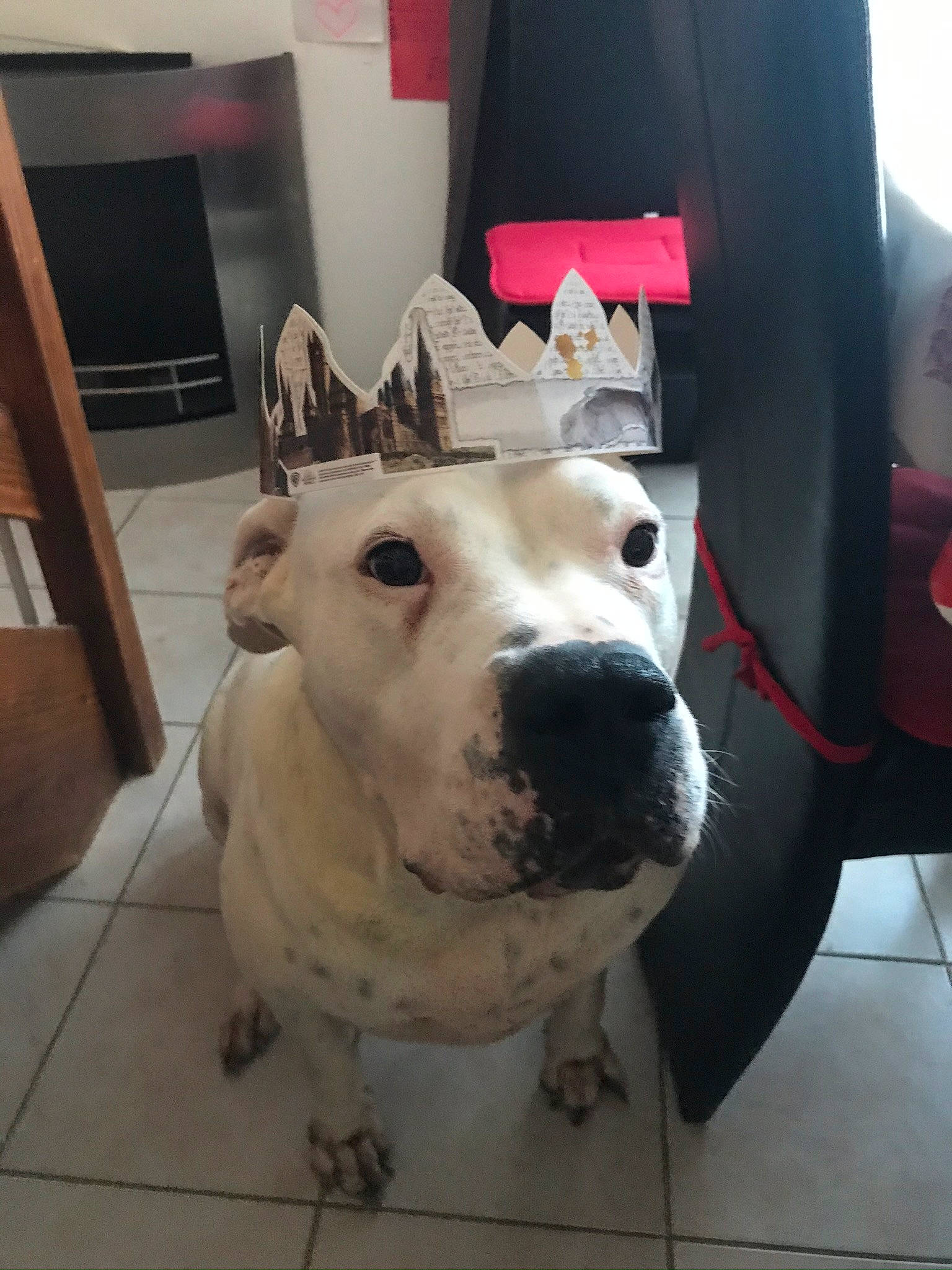 Gena participe au concours pour gagner de l'argent avec cette photo : american_bulldog, american_pit_bull_terrier, american_staffordshire_terrier, bull_and_terrier, bulldog, bully_kutta, canidae, carnivore, dog, dog_breed, dogo_argentino, fawn, mammal, non_sporting_group, nose, pit_bull, rare_breed_dog, snout