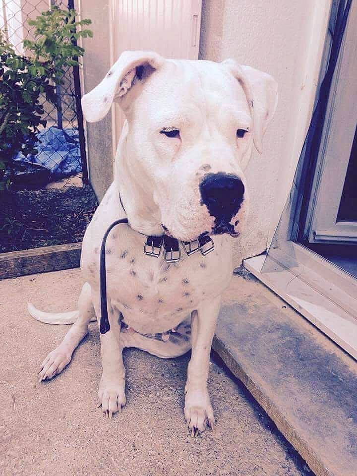 Gena participe au concours pour gagner de l'argent avec cette photo : american_bulldog, american_pit_bull_terrier, american_staffordshire_terrier, bull_and_terrier, bulldog, bully_kutta, canidae, carnivore, cordoba_fighting_dog, dog, dog_breed, dogo_argentino, dogo_guatemalteco, fawn, mammal, molosser, non_sporting_group, pit_bull, rare_breed_dog, vertebrate