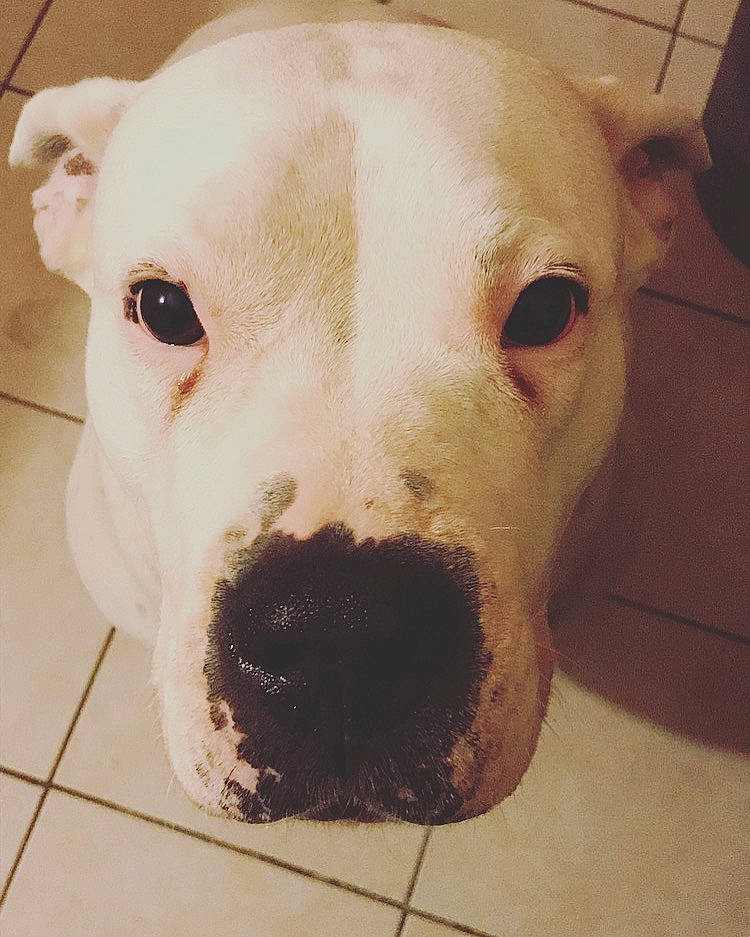 Gena participe au concours pour gagner de l'argent avec cette photo : american_bulldog, american_pit_bull_terrier, canidae, carnivore, cordoba_fighting_dog, dog, dog_breed, dogo_argentino, dogo_guatemalteco, ear, fawn, head, mammal, non_sporting_group, nose, pit_bull, rare_breed_dog, snout, valley_bulldog, vertebrate