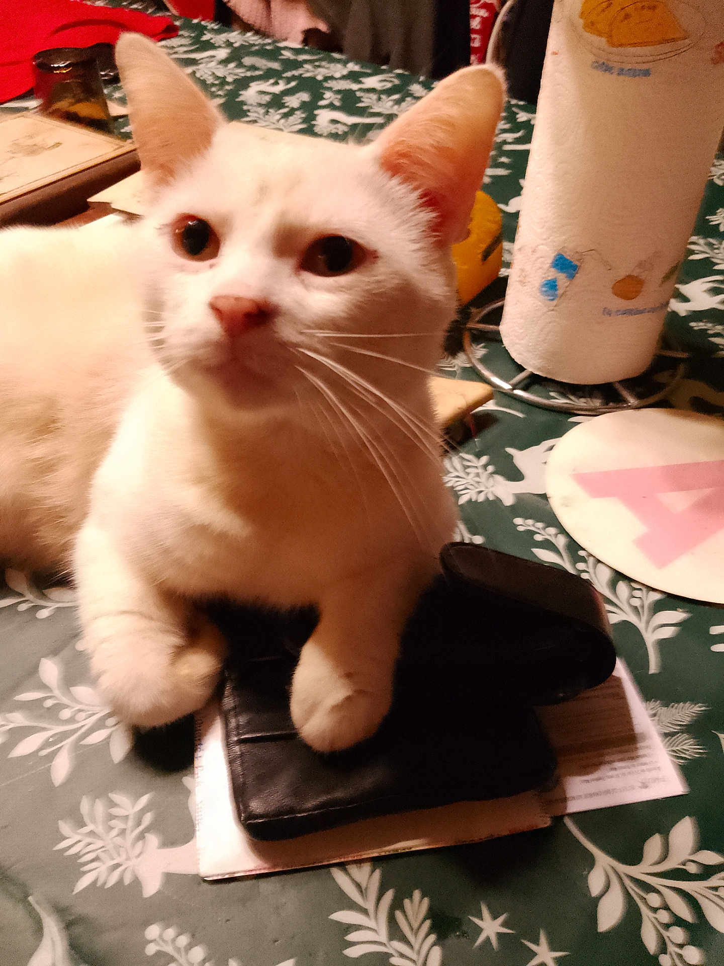Mickey participe au concours pour gagner de l'argent avec cette photo : cat, white_cat, pet, indoor, table, wallet, paper_towel, coaster, household_items, fur, whiskers, ears, paws, curious, close_up, domestic, resting, tablecloth, green, patterned