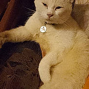 Mickey participe au concours pour gagner de l'argent avec cette photo : animal, cat, collar, couch, cozy, cushion, ears, feline, furniture, home, indoor, mammal, paw, pet, relaxed, sleepy, stretching, tag, whiskers, white_cat