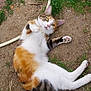 animal, calico, cat, curious, dirt, domestic_cat, ear, feline, footwear, grass, ground, hose, lying_down, nature, outdoor, paw, pet, playful, tail, young_cat