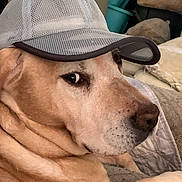 Phil is registered to the contest to win money with this photo: blanket, brown_fur, canine, cap, closeup, comfortable, couch, dog, domestic_animal, ears, hat, household, indoor, looking_back, mesh, pet, portrait, relaxed, side_eye, snout