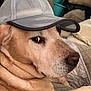 blanket, brown_fur, canine, cap, closeup, comfortable, couch, dog, domestic_animal, ears, hat, household, indoor, looking_back, mesh, pet, portrait, relaxed, side_eye, snout