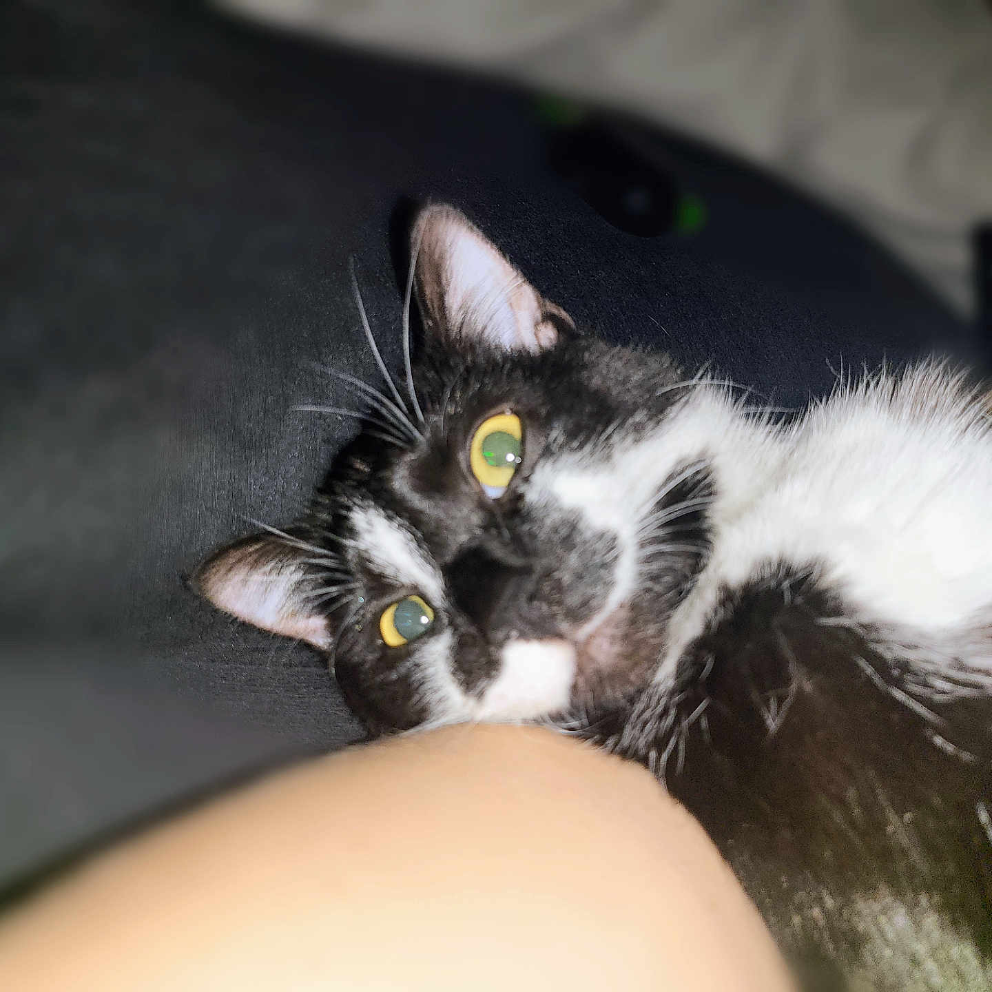 Linus joined the competition — help win amazing prizes! abyssinian, animal, blackcat, bodypart, cat, couch, finger, furniture, hand, kitten, manx, mouth, person, pet, siamese