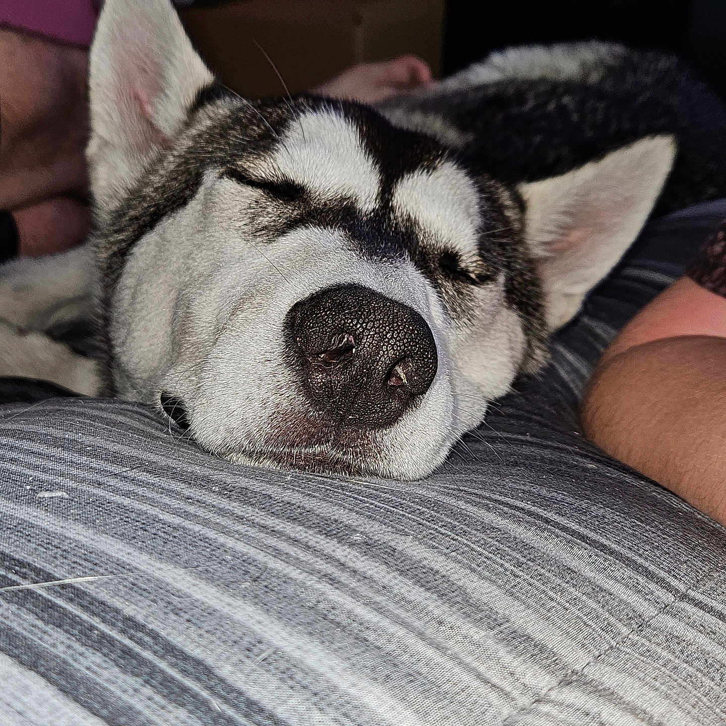 Echo