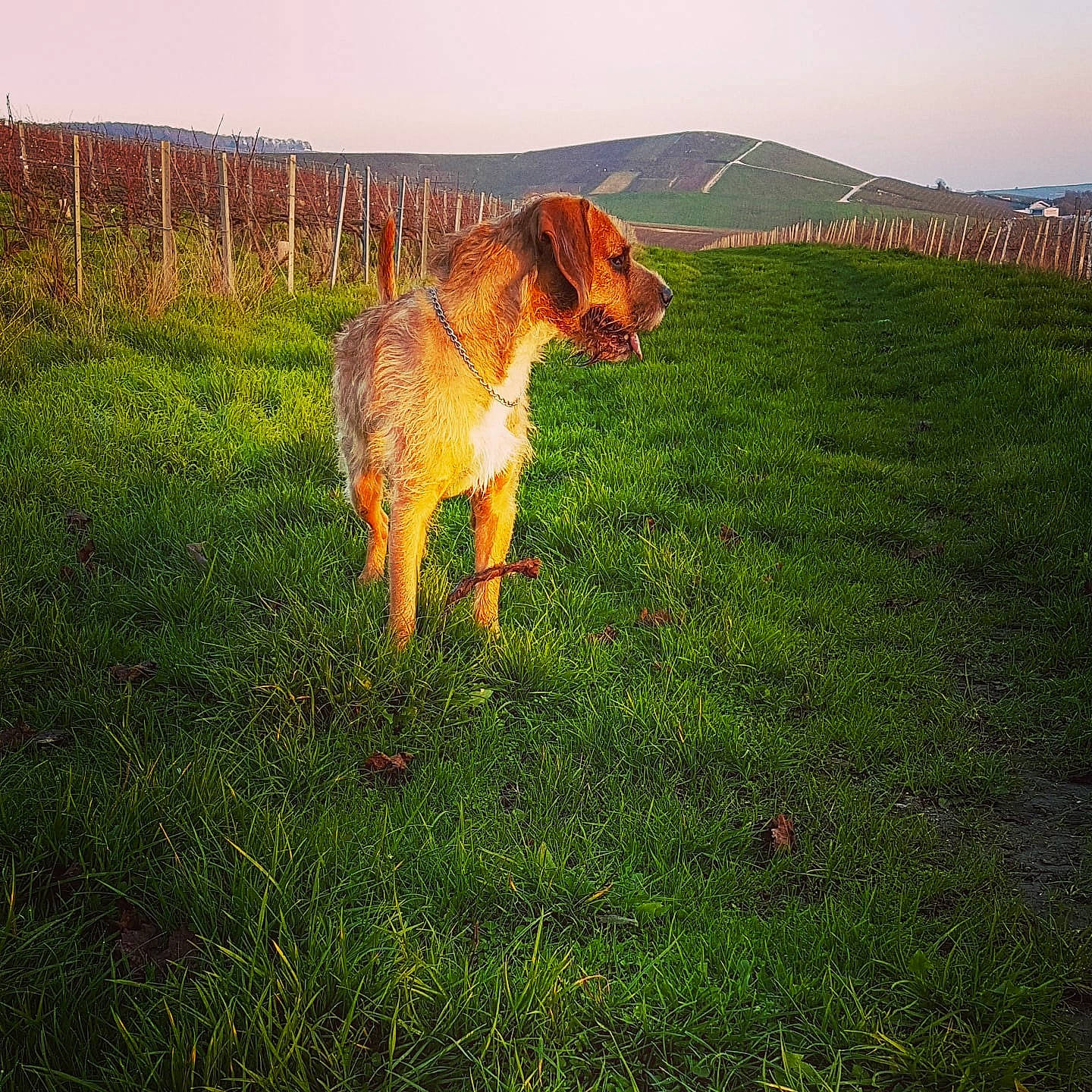 Loopy a rejoint le concours — aidez-le/la à gagner de superbes lots ! canidae, carnivore, companion_dog, dog, dog_breed, fawn, field, grass, grassland, hunting_dog, lawn, mammal, meadow, pasture, prairie, sporting_group, sunlight, tail, working_animal, working_dog