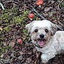 Jessie a rejoint le concours — aidez-le/la à gagner de superbes lots ! dog, happy, tongue_out, forest, mushrooms, red_mushrooms, leaves, moss, nature, outdoor, pet, cute, small_dog, fur, animal, walking, autumn, smiling, collar, ground