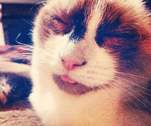 Melba a rejoint le concours — aidez-le/la à gagner de superbes lots ! carnivore, cat, close_up, cloud, eye, face, felidae, fur, kitten, love, meteorological_phenomenon, nose, photography, sky, sleep, small_to_medium_sized_cats, snout, whiskers