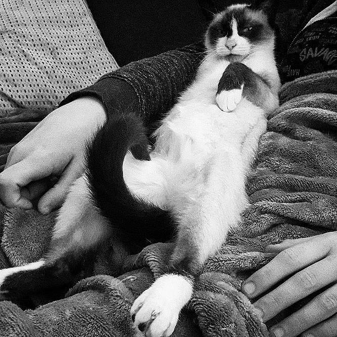 Melba a rejoint le concours — aidez-le/la à gagner de superbes lots ! black_and_white, canidae, carnivore, cat, claw, domestic_short_haired_cat, felidae, fur, hand, leg, monochrome, paw, polydactyl_cat, small_to_medium_sized_cats, tail, whiskers