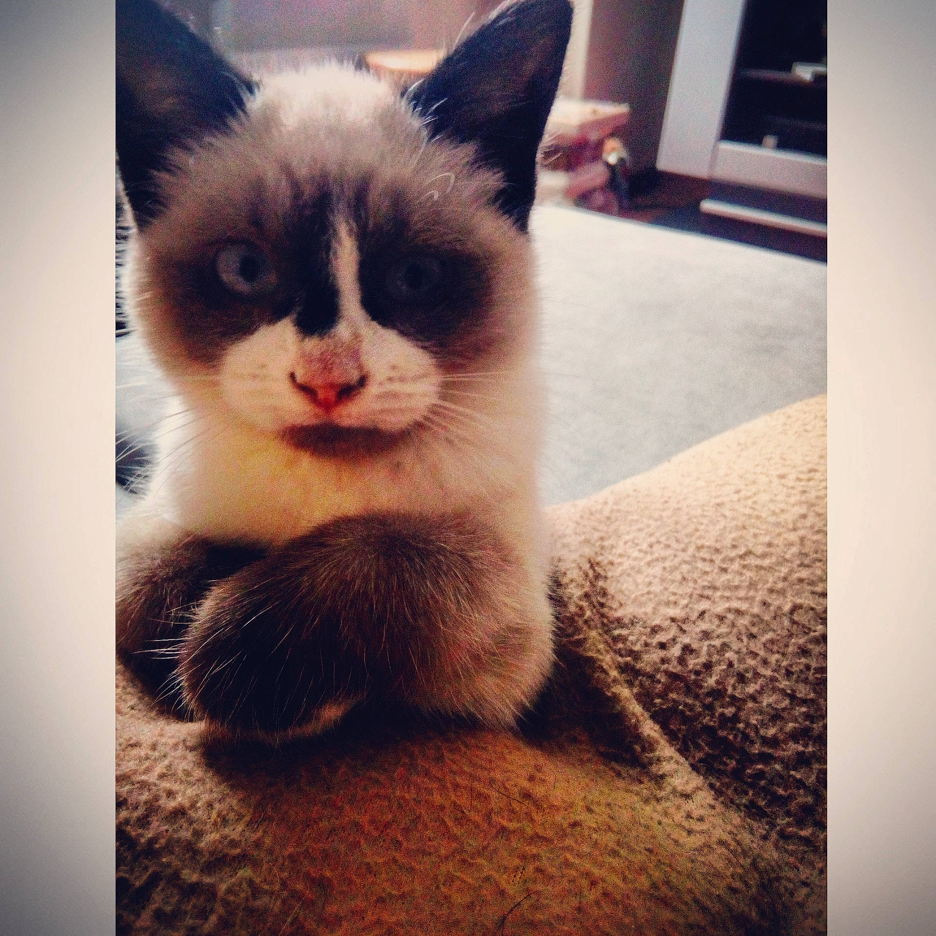 Melba participe au concours pour gagner de l'argent avec cette photo : carnivore, cat, domestic_short_haired_cat, ear, eye, felidae, fur, kitten, nose, ojos_azules, photo_caption, polydactyl_cat, ragdoll, sky, small_to_medium_sized_cats, snout, snowshoe, square, whiskers