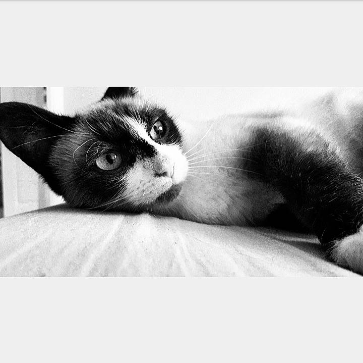 Melba participe au concours pour gagner de l'argent avec cette photo : black, black_and_white, black_cat, carnivore, cat, ear, eye, felidae, fur, kitten, monochrome, monochrome_photography, nose, photography, small_to_medium_sized_cats, snapshot, snout, style, whiskers