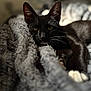cat, black_cat, whiskers, paws, blanket, gray_blanket, fur, pet, domestic_cat, relaxed, indoor, cozy, animal, closeup, portrait, resting, soft_texture, sleepy, feline, cute