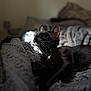 Bae Rona participe au concours pour gagner de l'argent avec cette photo : cat, black_cat, whiskers, blanket, cozy, sunlight, relaxing, sleepy, pet, feline, indoor, soft, fur, resting, animal, domestic, comfort, bed, nap, closeup