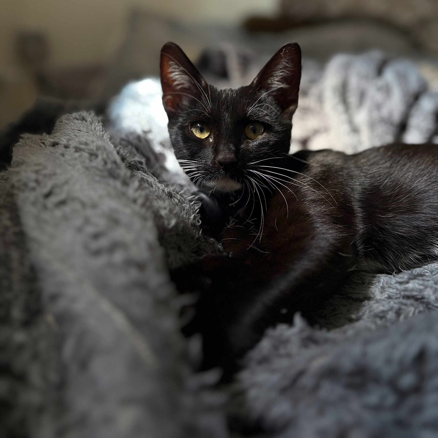 Bae Rona participe au concours pour gagner de l'argent avec cette photo : animal, black_cat, blanket, cat, close_up, cozy, cute, domestic_animal, eyes, feline, fur, indoor, pet, portrait, relaxing, resting, sleepy, soft_light, texture, whiskers