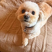 Nugget joined the competition — help win amazing prizes! dog, small_dog, fluffy, white_fur, cream_fur, pet, animal, portrait, close_up, looking_at_camera, brown_eyes, black_nose, collar, pet_tag, bed, bedding, blanket, indoors, cozy, cute