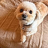dog, small_dog, fluffy, white_fur, cream_fur, pet, animal, portrait, close_up, looking_at_camera, brown_eyes, black_nose, collar, pet_tag, bed, bedding, blanket, indoors, cozy, cute
