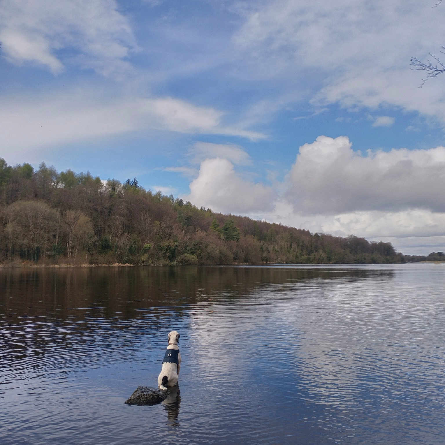 Nova is registered to the contest to win money with this photo: cloud, cumulus, forest, horizon, lacustrine_plain, lake, lake_district, landscape, loch, natural_landscape, ocean, recreation, reflection, reservoir, seabird, sky, sound, tree, water, water_bird