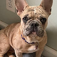Bonnie is registered to the contest to win money with this photo: french_bulldog, dog, pet, canine, ears, wrinkles, brown_fur, collar, indoor, cushion, floor, wall, outlet, portrait, close_up, sitting, animal, domestic_animal, mammal, companion