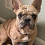 french_bulldog, dog, pet, canine, ears, wrinkles, brown_fur, collar, indoor, cushion, floor, wall, outlet, portrait, close_up, sitting, animal, domestic_animal, mammal, companion