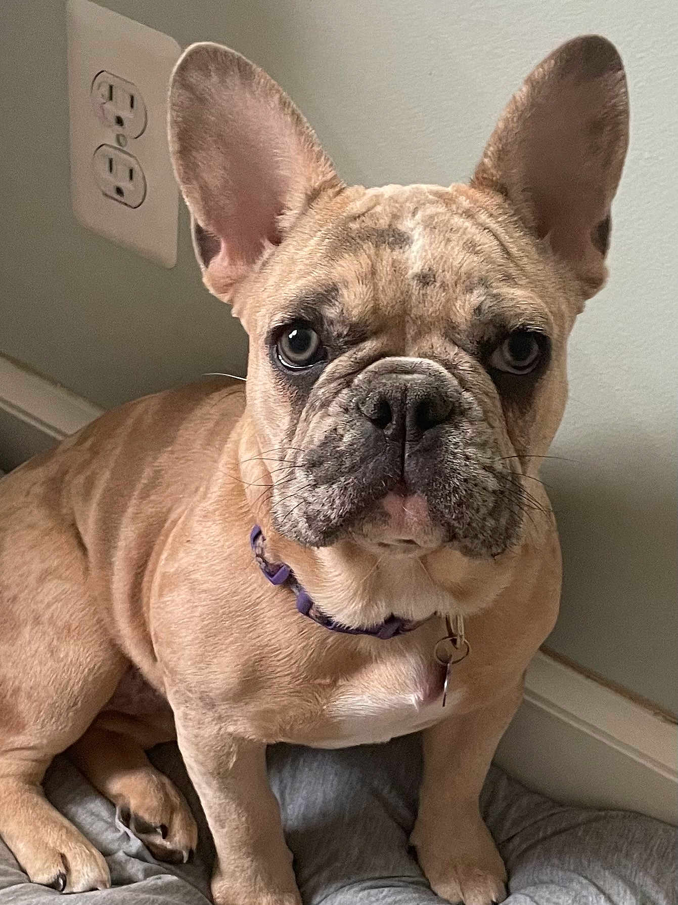 Bonnie is registered to the contest to win money with this photo: french_bulldog, dog, pet, canine, ears, wrinkles, brown_fur, collar, indoor, cushion, floor, wall, outlet, portrait, close_up, sitting, animal, domestic_animal, mammal, companion