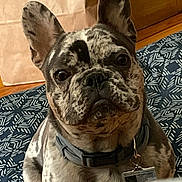 Bruno is registered to the contest to win money with this photo: dog, french_bulldog, pet, canine, brindle, collar, indoor, floor, mat, ears, face, portrait, animal, cute, looking, tag, domestic_animal, fur, sitting, companion