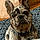 Bruno