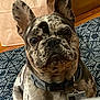 dog, french_bulldog, pet, canine, brindle, collar, indoor, floor, mat, ears, face, portrait, animal, cute, looking, tag, domestic_animal, fur, sitting, companion