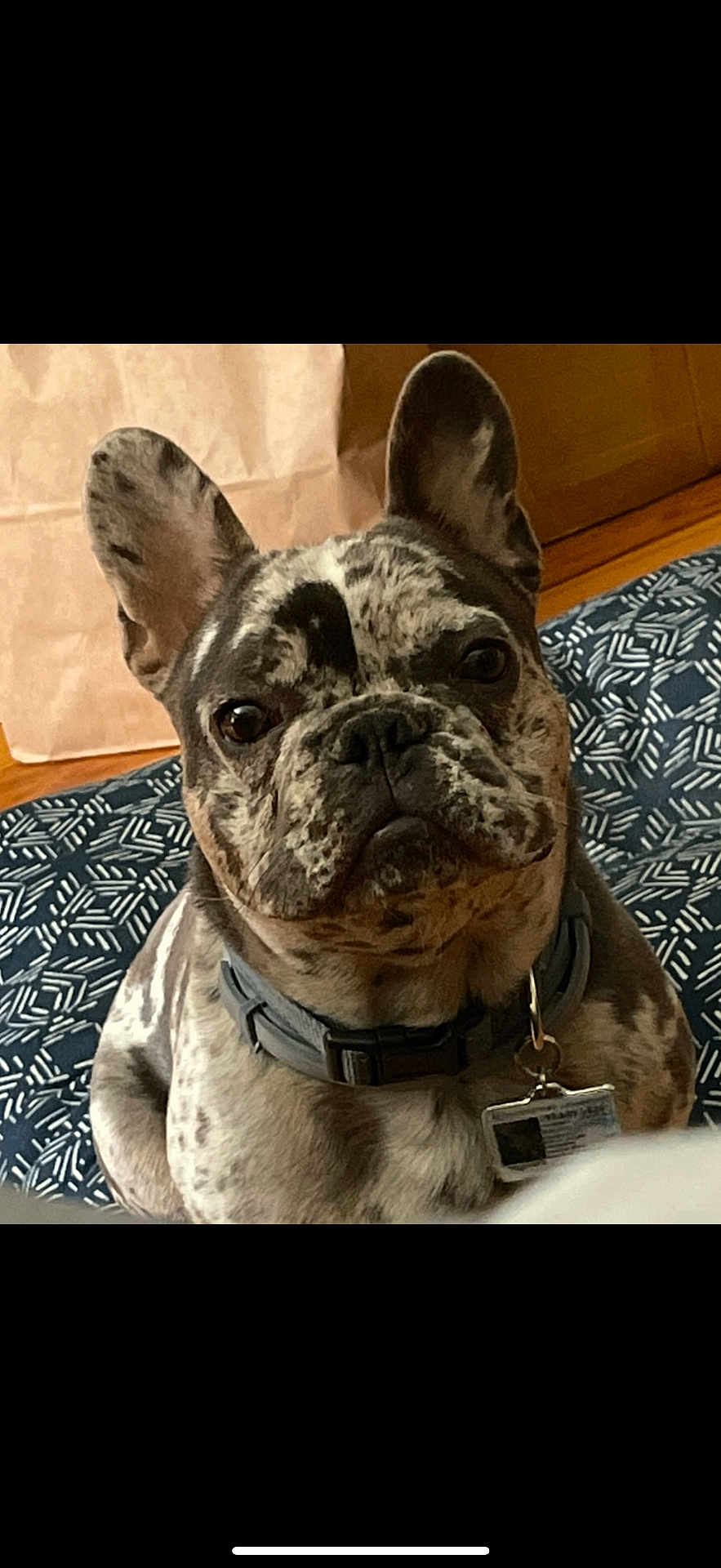 Bruno
